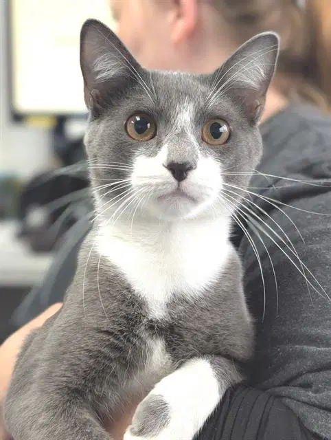 Kramer - Domestic Short Hair