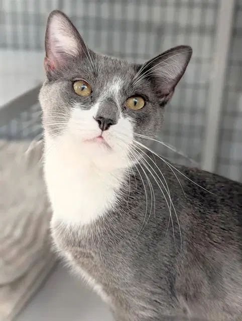 Kramer - Domestic Short Hair