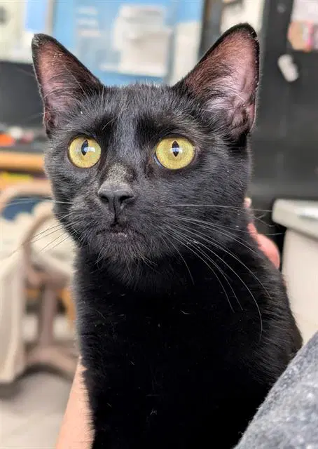 Margaret - Domestic Short Hair