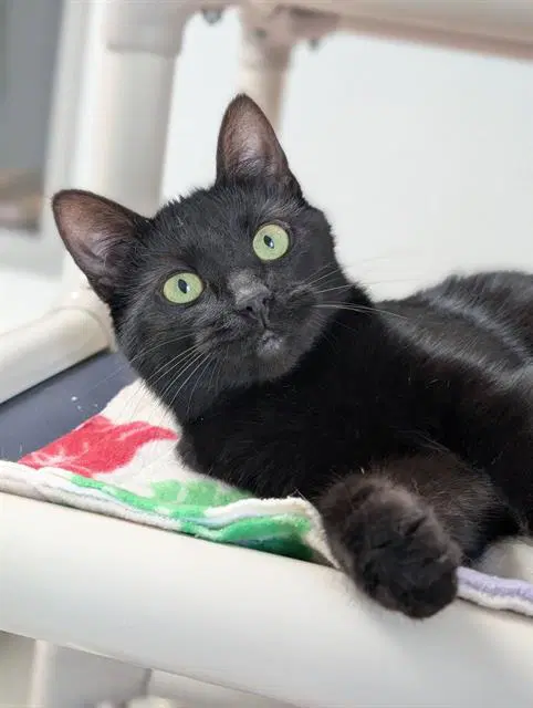 Margaret - Domestic Short Hair