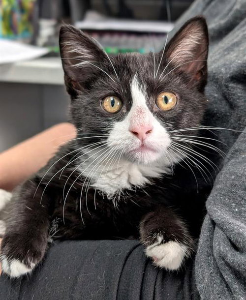 CHURCH, a cat for adoption from Angels for Animals, Inc.