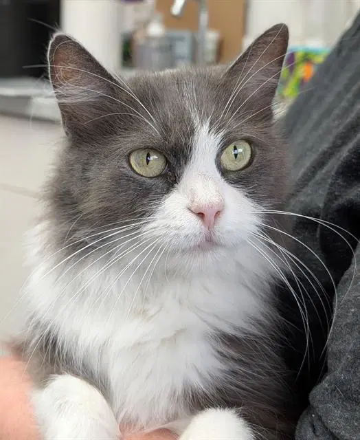 Freya - Domestic Short Hair