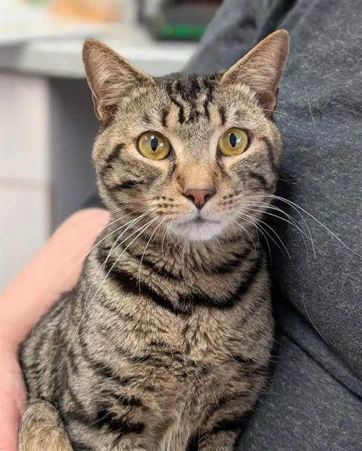 Rajah - Domestic Short Hair