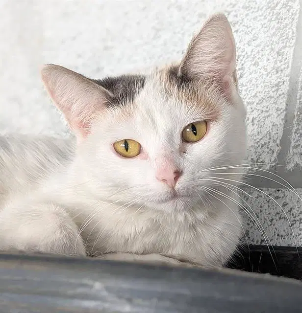 Rapunzel - Domestic Short Hair
