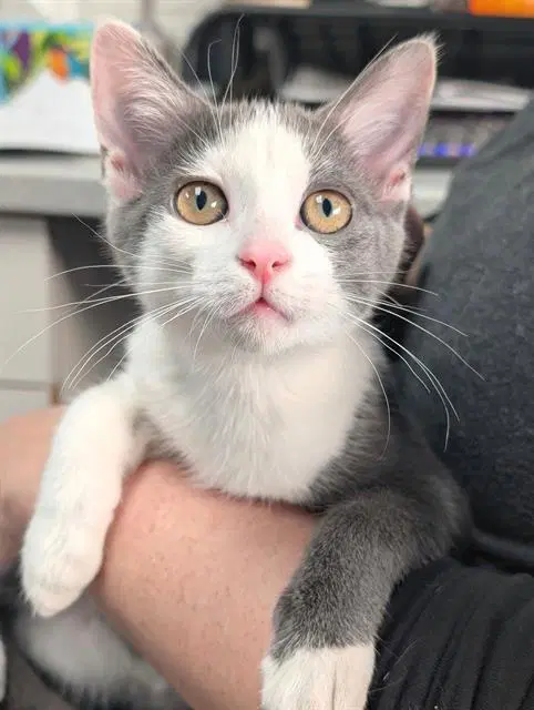 Alani - Domestic Short Hair