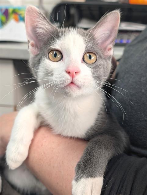 ALANI, a cat for adoption from Angels for Animals, Inc.