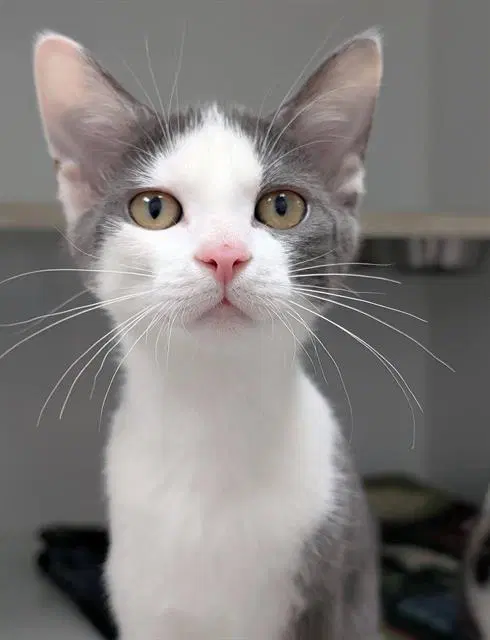 Alani - Domestic Short Hair