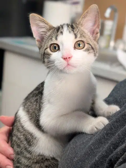 Amara - Domestic Medium Hair