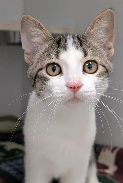 Amara - Domestic Medium Hair