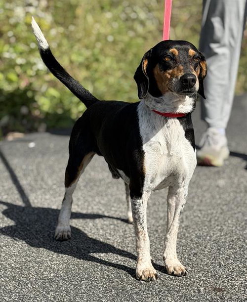 CAPER, a dog for adoption from Angels for Animals, Inc.