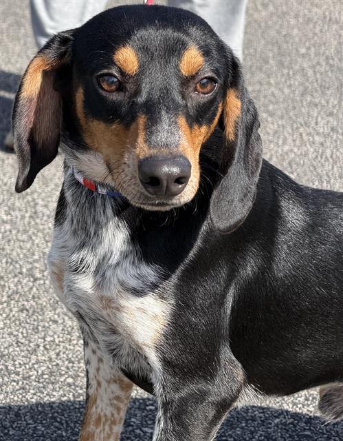 NUTMEG, a dog for adoption from Angels for Animals, Inc.