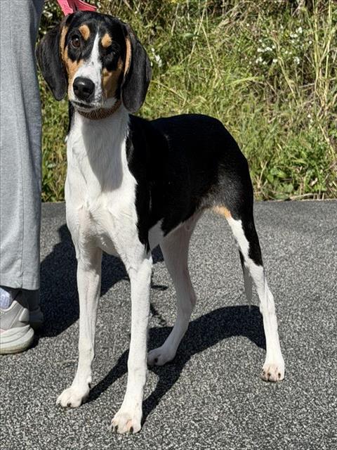 DILL, a dog for adoption from Angels for Animals, Inc.