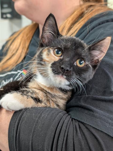 MICHELLE, a cat for adoption from Angels for Animals, Inc.