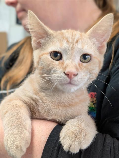 SYMON, a cat for adoption from Angels for Animals, Inc.