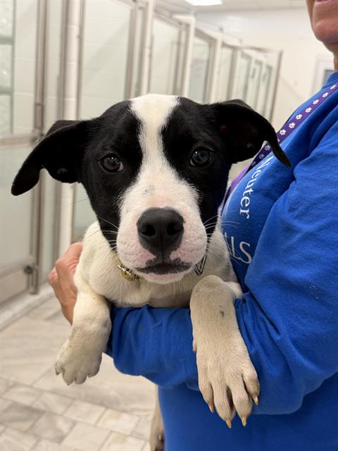WONTON, a dog for adoption from Angels for Animals, Inc.
