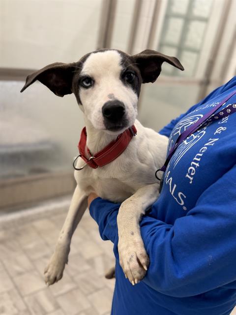 RAMEN, a dog for adoption from Angels for Animals, Inc.