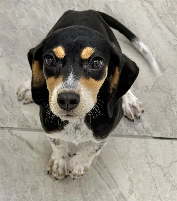 Brulee - Beagle