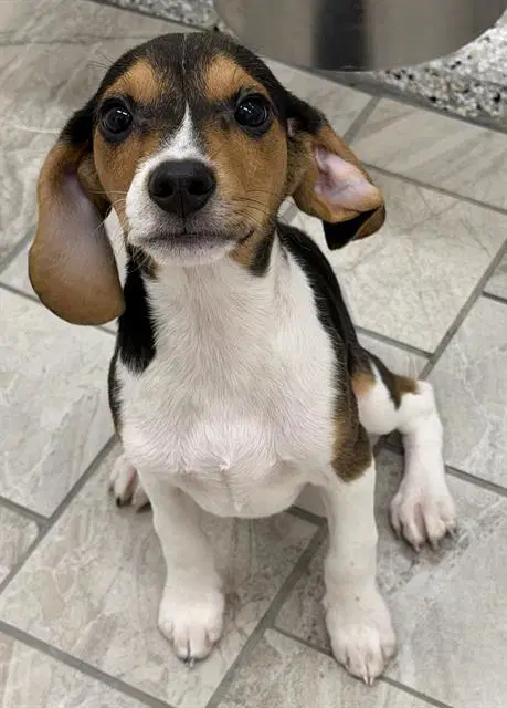 Churro - Beagle