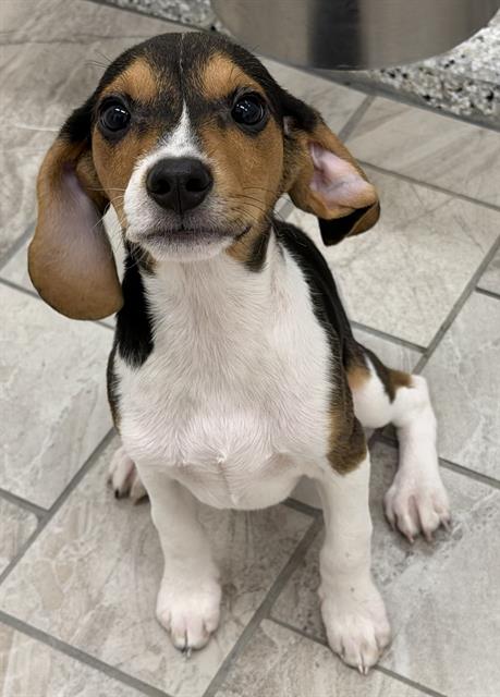 Churro
