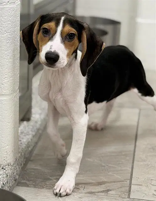 Strudel - Beagle