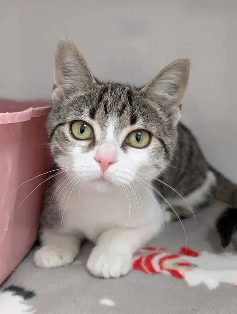 Moscato - Domestic Short Hair