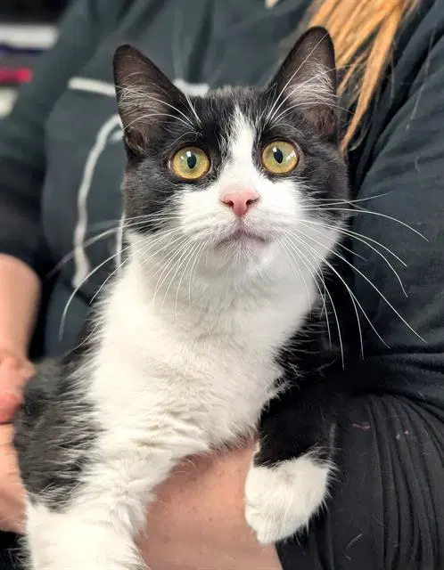 Freeway - Domestic Short Hair