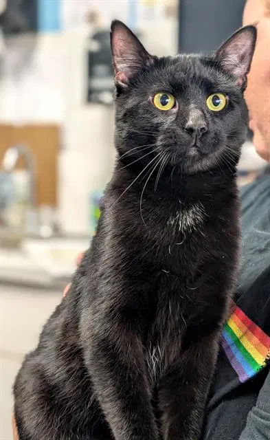 Dump Truck - Domestic Short Hair