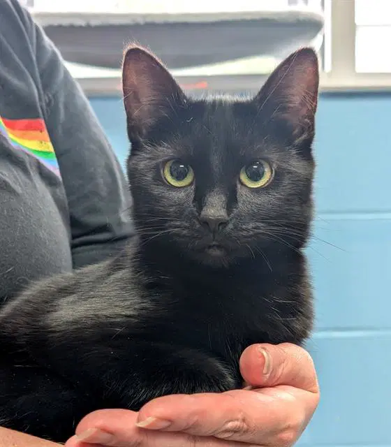 Arcane - Domestic Short Hair