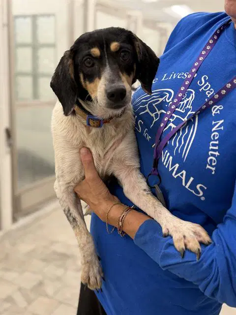 Paprika - Beagle