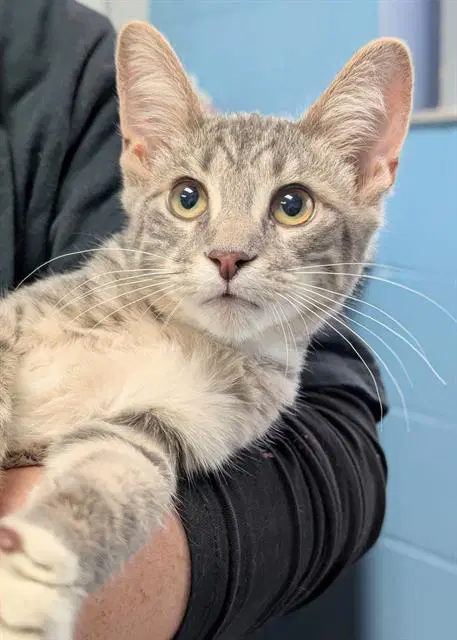 Winston - Domestic Short Hair
