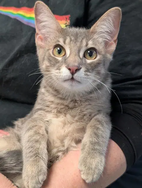 Coach - Domestic Short Hair
