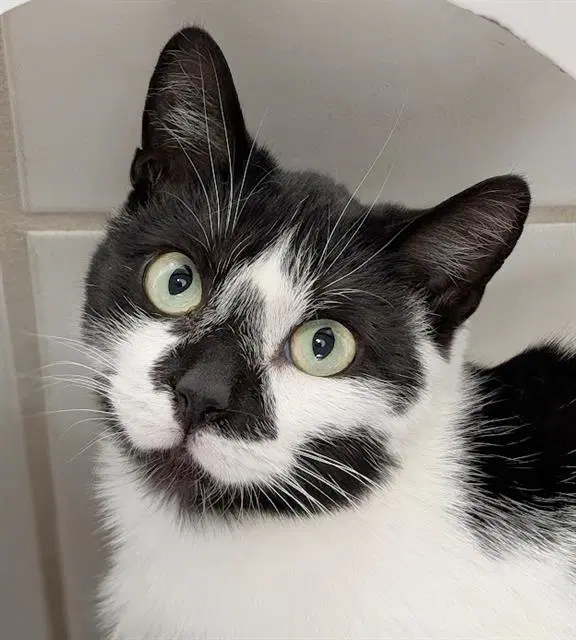 Cookie - Domestic Short Hair