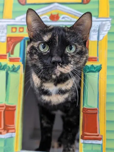 Maxine - Domestic Short Hair
