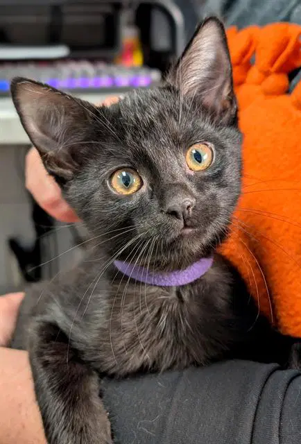 Houdini - Domestic Short Hair
