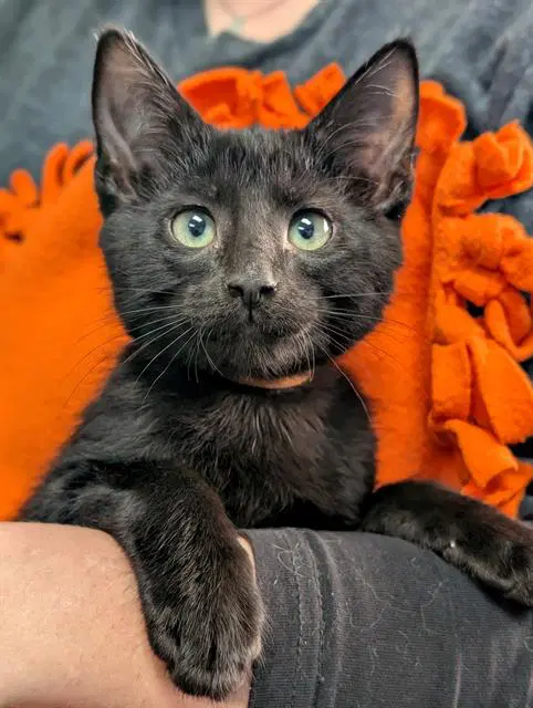 Thor - Domestic Short Hair