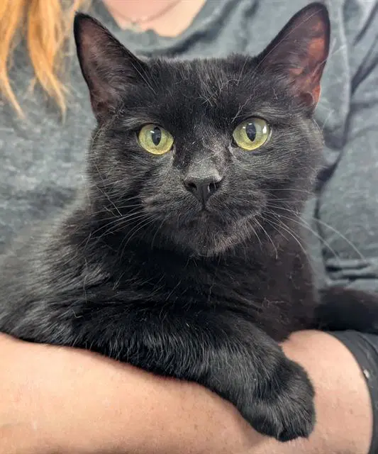 Willow - Domestic Short Hair