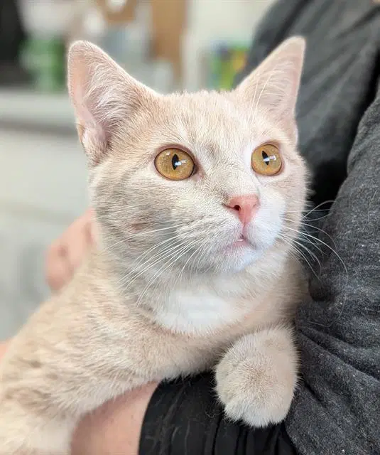 Carrot Top - Domestic Short Hair