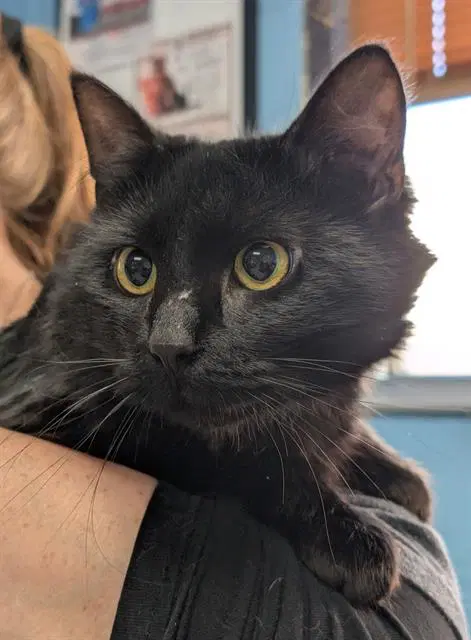 Tadpole - Domestic Short Hair