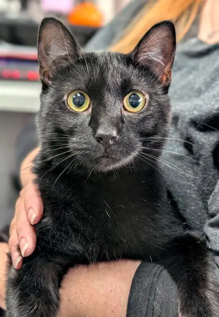 Carlyle - Domestic Short Hair