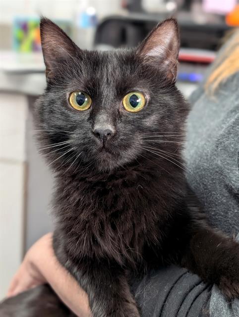 BELLADONNA