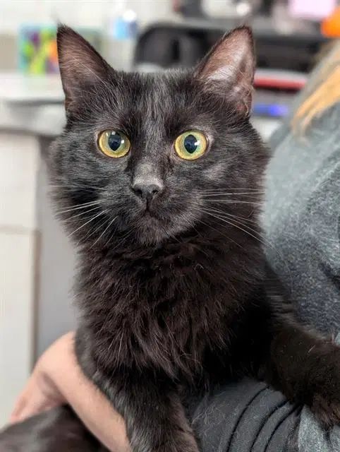 Belladonna - Domestic Short Hair