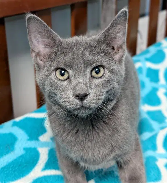 Breda - Domestic Short Hair