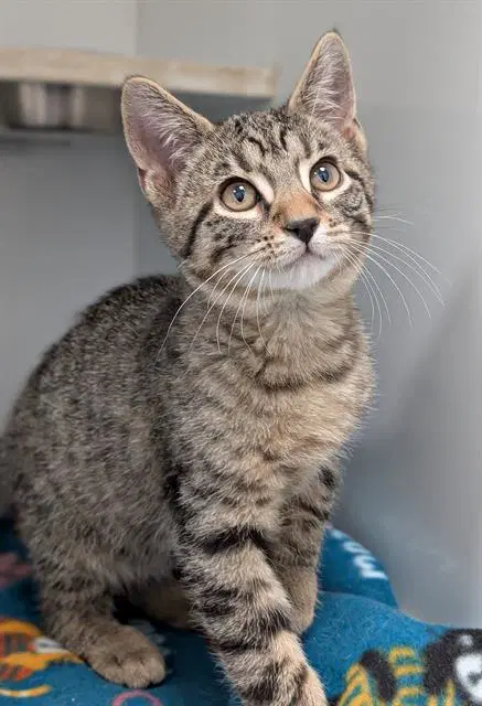 Havoc - Domestic Short Hair