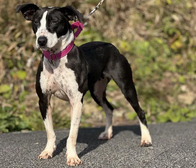 Francis - Border Collie