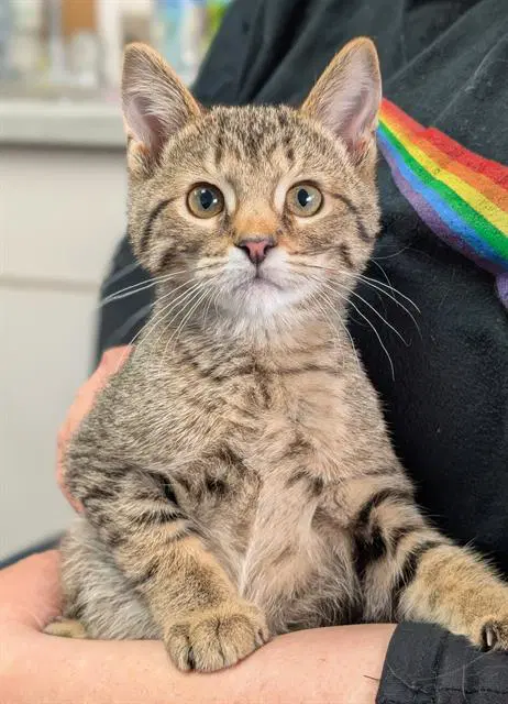 Taffy - Domestic Short Hair