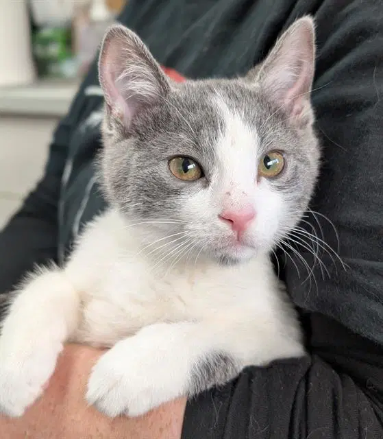 Pebbles - Domestic Short Hair