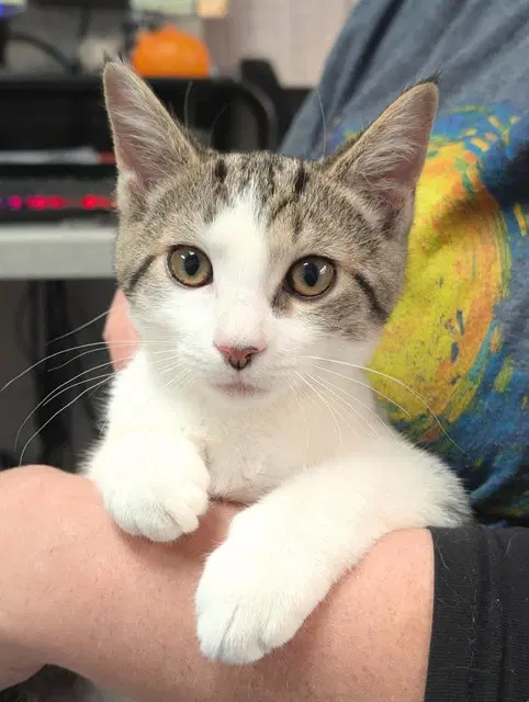 Roxie - Domestic Short Hair