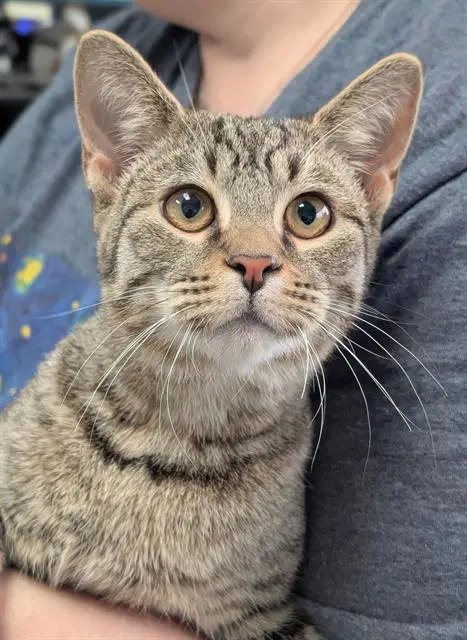 Sora - Domestic Short Hair