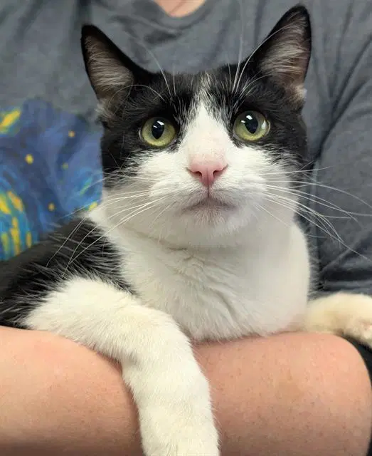 Keiko - Domestic Short Hair
