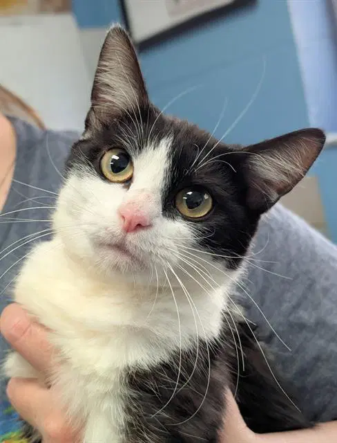 Orca - Domestic Short Hair